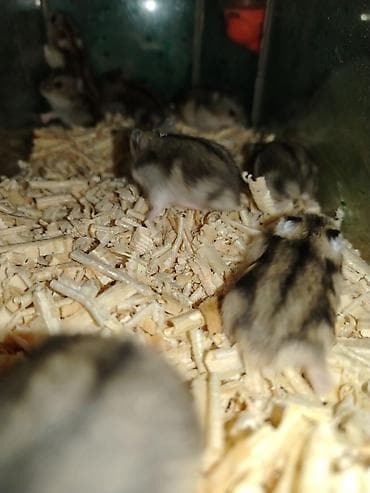 heyvan evi: Cırtdan cunqarikler – aktiv və mehriban ev heyvanları 24 günlük — 6