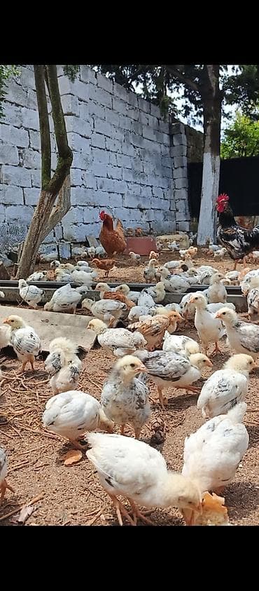 sirin pisik balalari: Toyuq cücələri, Ətlik — 1