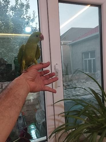 qus: Növ: Yaşıl tutuquşu (kiçik ölçülü, uzun quyruqlu) Rəng: Parlaq yaşıl — 1