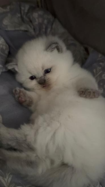 anqora pişik: Şotland yastı qulaq — 4