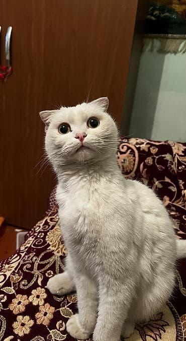 Akvariumlar: Təcili satılır! 🐱 Növü: Scottish Fold (qulaqları qatlanan) Çox gözəl — 2