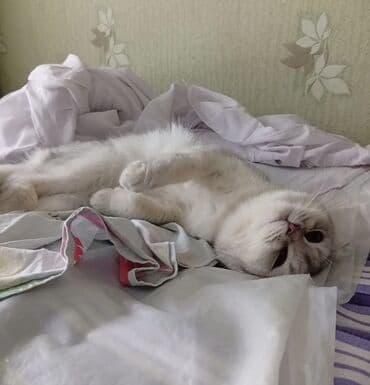 домик для большой собаки: Шотландская — 3