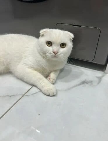 ucuz pişiklər: Şotland, Erkək, Yaxşı əllərə, Pulsuz çatdırılma — 2