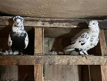 şirin it sekilleri: Tam sağlam heyvanlardı,istəyən əlaqə saxlaya bilər — 2