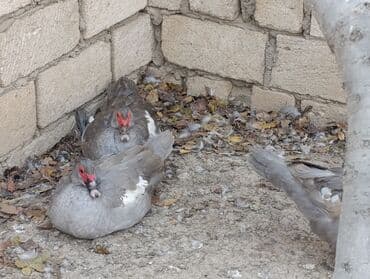 pinqivin ordek: LAVANDA lal ördekler. 8 aylıq erkeylerdi .damazdiq heyvanlardi.temiz — 5