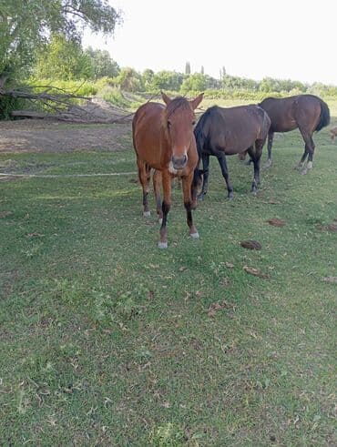 pulsuz itlerin verilmesi: Dişi, il: 2, Ünvandan götürmə — 2
