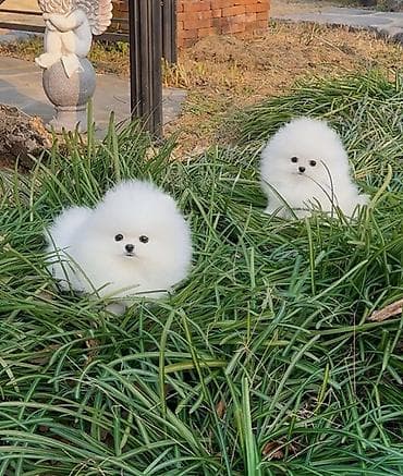 Şpitz, 1 ay, Sənədli