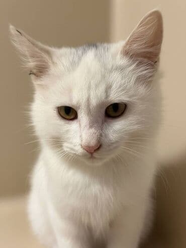 pişiyi: Dişi, Yaxşı əllərə — 2