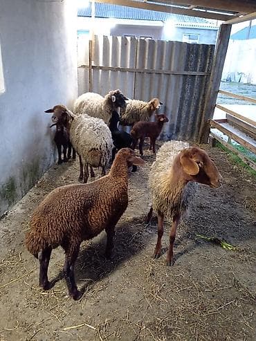 qurbanliq qoyunlar: Dişi, Qala, il: 1, 50 kq, Damazlıq, Ünvandan götürmə — 3