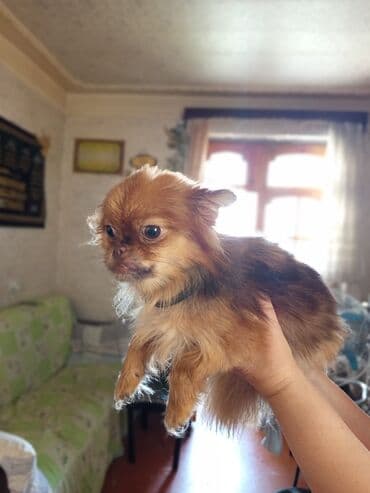 şirin it sekilleri: Piknesnen şipst qarışığı - Cins: kiçik ölçülü dekorativ (oyuncaq — 2