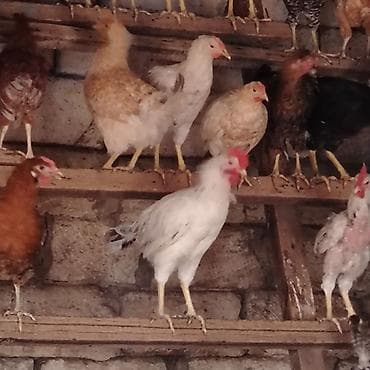 taxta domikler: Qarışıq yerli toyuq və xoruz sürüsü - Cinslər: yerli qarışıq (ağ — 6