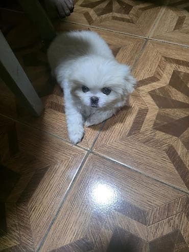 xaski satilir: Pekines, 2 ay, Dişi — 6