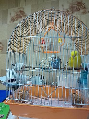 qus adlari: Dalğalı tutuquşular cütü və qəfəs dəsti Məhsulun tərkibi: - 2 ədəd — 3