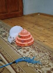 erkek pişik: Şotland, Erkək, Dişi, Yaxşı əllərə, Pulsuz çatdırılma, Ödənişli çatdırılma — 5