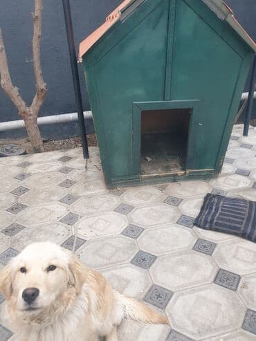 Kolden Rotfeller qiyməti 700 yuva qarşıq