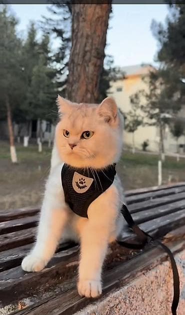 anqora pişik: Şinşilla — 3