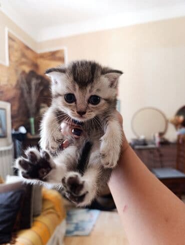 шотландский котенок: Şotland, Erkək — 5