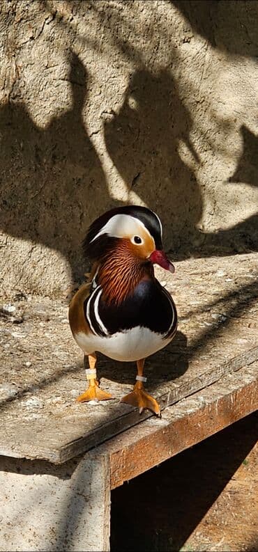 Mandarinka ördəy tək ərkəy satilir gimət birinə ayidi şəkildəki ördəy lalafo.az -da Mandarinka ördəy tək ərkəy satilir gimət birinə ayidi şəkildəki ördəy