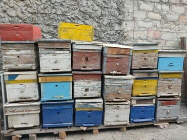 pişik qiymətləri: Arı 🐝 yeşikləri satılır.Yaxşı vəziyyətdədi.10-12 ramka Tutur.Qiyməti — 4