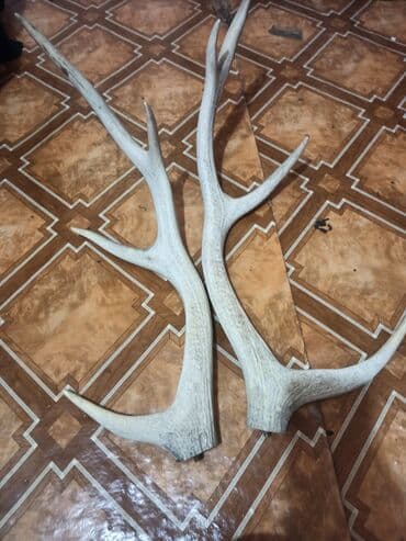 kecibuynuzu behmezi kisiler ucun: Təbi maral buynuzu. şekilleri çekilib yaxindan baxa bilersiz düzelme — 1