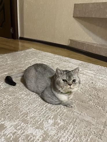 satiliq pisikler: Şinşilla, Erkək, Cütləşmə üçün — 2