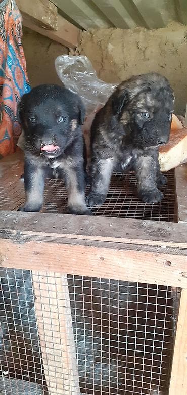 afçarka: Peyvəndli — 9