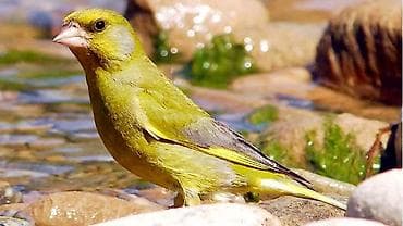 bamiya toxumu: Məhsul: Yaşıl qırqovul quşu (European Greenfinch – Carduelis chloris) — 2
