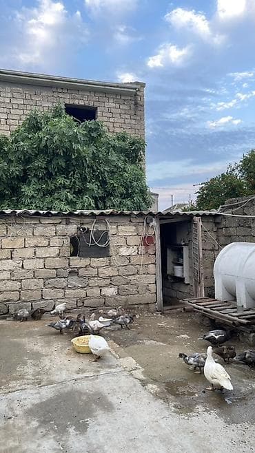 Утки: Muscovy ördəkləri (indo-ördəklər) – müxtəlif rənglərdə sürü — 3