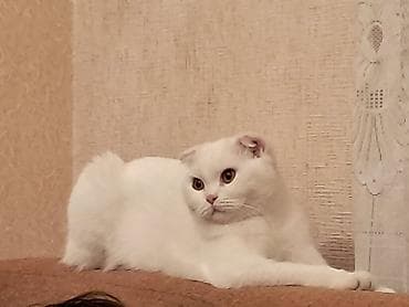 dosan sekili: Britan, Dişi, Yaxşı əllərə, Pulsuz çatdırılma — 6