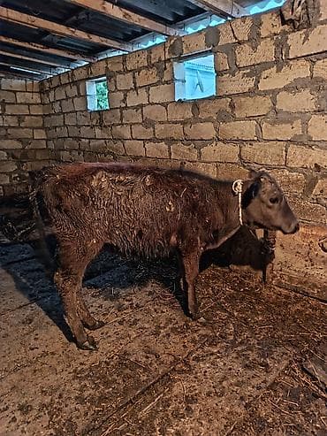 cins inək: Ana bala iney balasi dişidi iney 4 litir süd verir — 3