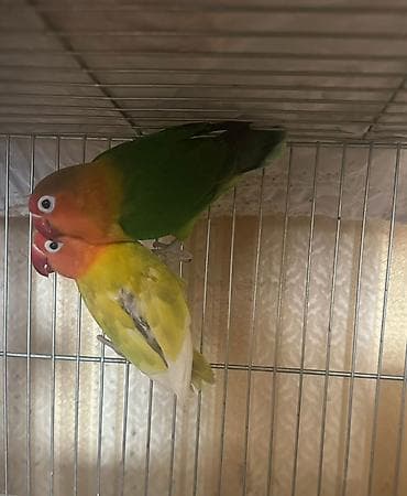 tutuquş: Salam hazır cütdü bala alınıb tam sağlam quşlardı real alıcılar əlaqə — 3