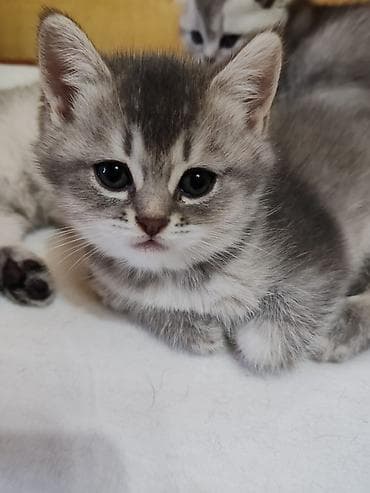 siyam pisiyi: Britan — 4