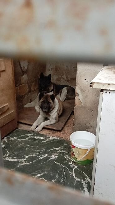 it pitbul: Akita-inu — 1