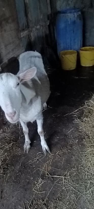 kənd təsərrüfatı heyvanları: Südlük keçilər və balaları 5 ana 1 alpin ərkegi 2 aylığ balalar super — 5