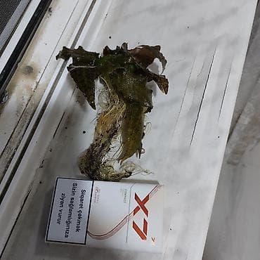 akvarium satisi: Akvarium bitkileri satilir ve ya barter olunur — 4