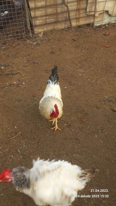 3D panellər: Saxlam xoruzdardi oz heyetimin hevanardi her rgde var — 7