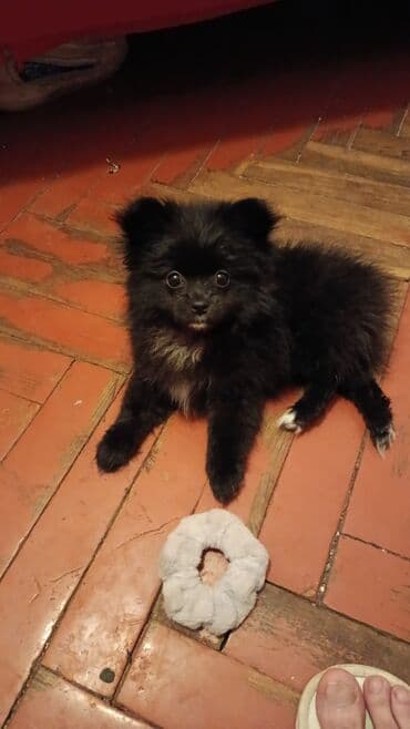Şpitz, 3 ay, Dişi, Peyvəndli