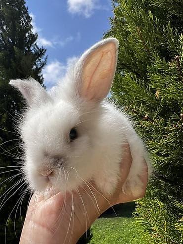 Кролики: 🐰🐰🐰 — 3