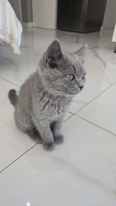 meyn kun: Britan, Erkək, Dişi, Yaxşı əllərə, Ünvandan götürmə, Pulsuz çatdırılma, Ödənişli çatdırılma — 6