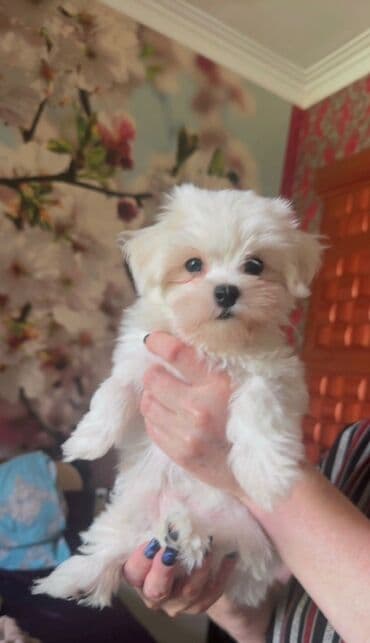 cins ineklerin qiymeti: Мальтийская болонка, 2 месяца, Самец, Самовывоз — 5