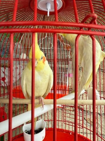 erkek papuqay adlari sa u ved 2ahukewimjzh3rkt8ahvxx4skhd8vaxyqfnoecaeqag usg aovvaw2hil44a28cmjmwibtj3at4: Korella danişan quşlar karella 8 ədəddi perlovka 4 dene ağlar 4 ədəd — 2