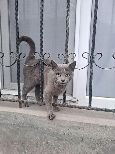 siyam pişiyi: Rus mavi — 1