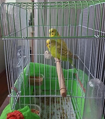 Akvariumlar: Cüt Dalmatian (sevimli) bəyaz-yaşıl dalğalı papuqaylar və qəfəs dəsti — 1