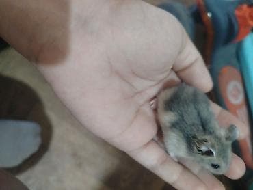 Cırtdan hamster (cücərmiş Dwarf/Syrian qarışıq rəngli) - Xırda — 4