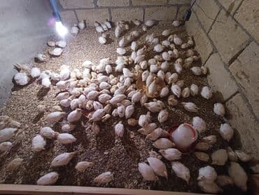 cins ineklerin qiymeti: 1 günlük Texas bildirçin cücələri 70 qəpik — 1