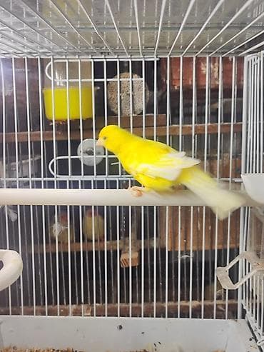 sağsağan quşu: Erkek tek disi tek cutlerde var — 1