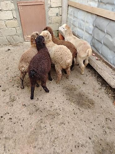 5 erkəy dir super quzular