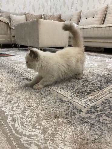 pers pişiy: Pers pisiyidi,razılaşma ilə qiymetini aşağı sala bilerik — 3