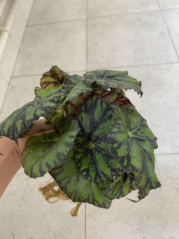 diffenbaxiya gülü haqqında məlumat: Begoniya Rex (rəngarəng yarpaqlı) – dekorativ otaq bitkisi - Növ — 7