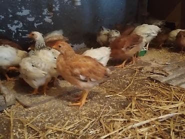 cuce: Toyuq cücələri, Ətlik — 9